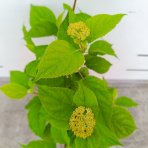 Hortenzia stromčekovitá (Hydrangea arborescens) ‘Candybelle® Stand Up Pink’ - výška 30-40 cm, kont. C2L